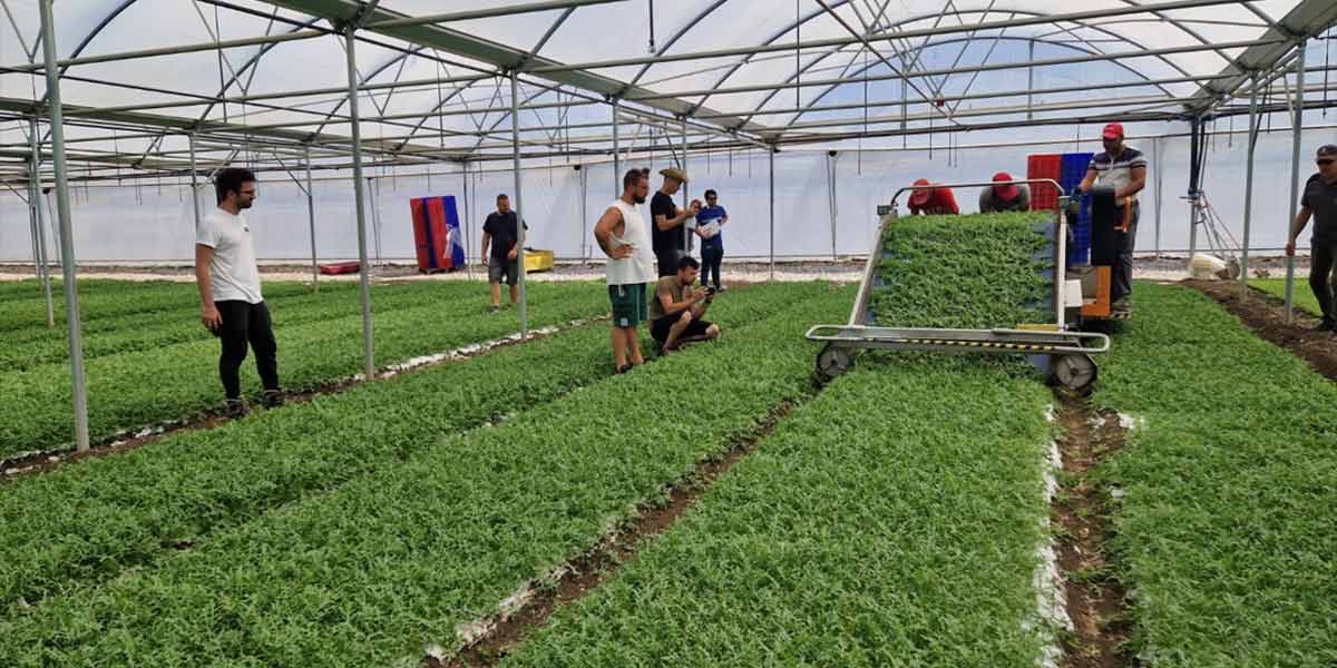 Il futuro delle baby leaf sarà la semina su carta